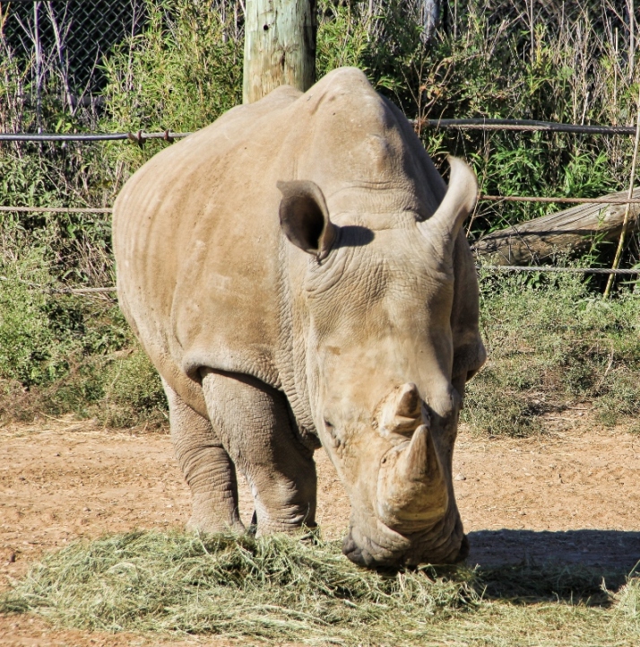 rhino (792x800)