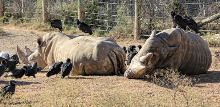 Rhinos sleeping vultures (800x390)