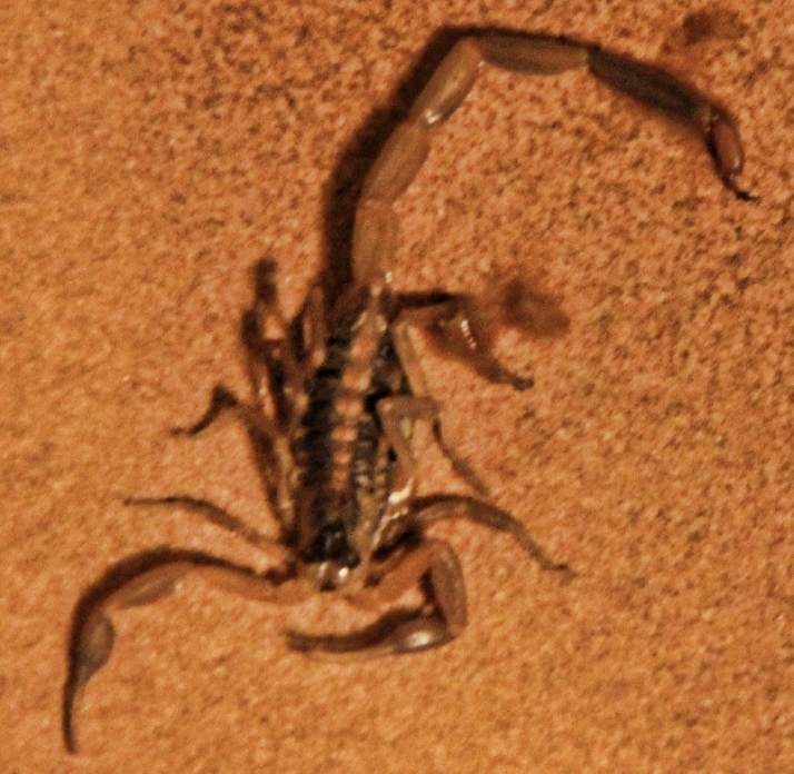 scorpion 003 (800x780)