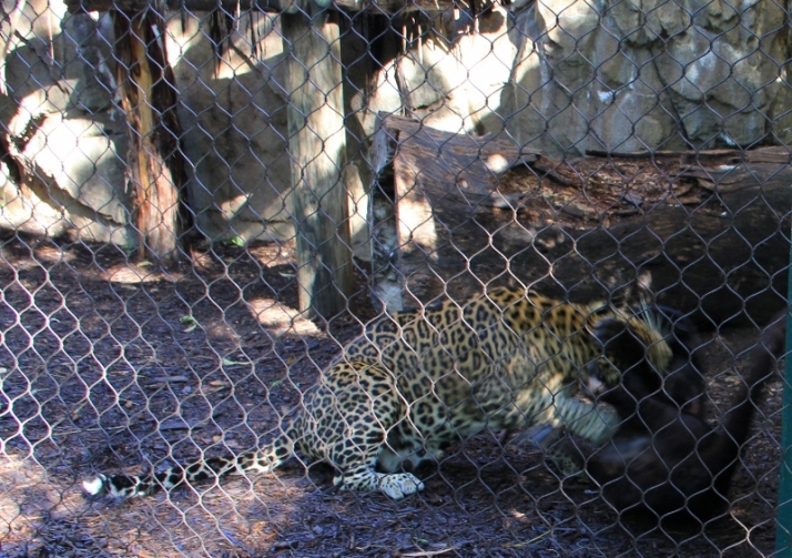leopards fighting3 (800x564)