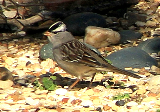 white crowned sparrow2