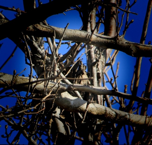 bird's nest pinhole (640x614)