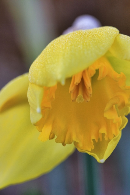 daffodils 016 (427x640)