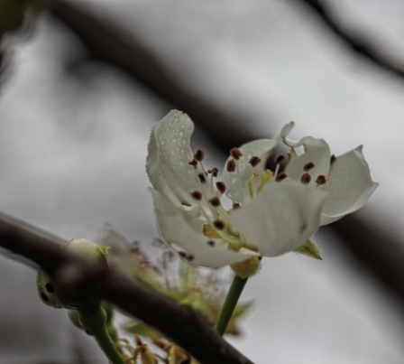 pear blossoms (640x577)