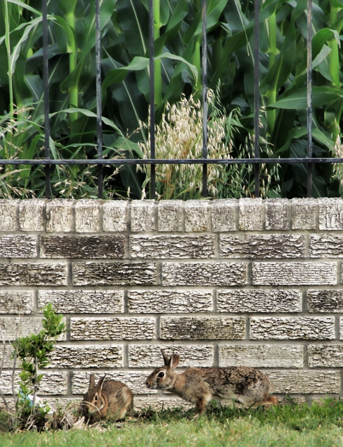 2 bunnies cornfield (491x640)