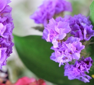 purple flowers (640x582)