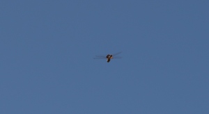 dragonfly in flight (4)
