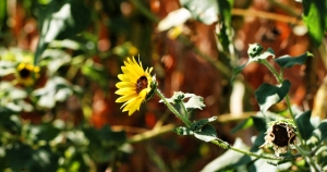 sunflower stretching out2 (640x338)
