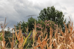 brown cornfields and crepe myrtles (640x427)