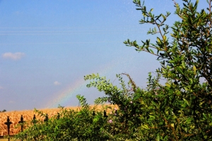 rainbow over the cornfields (640x427)