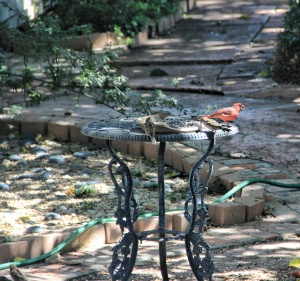 cardinal feeding (2) (640x601)