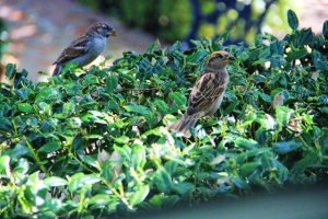 sparrows 2 (640x427)