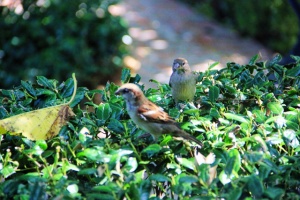 sparrows up close (640x427)