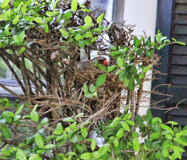 cardinal in her nest (640x547)