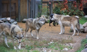 4 wolves, International Wolf Center