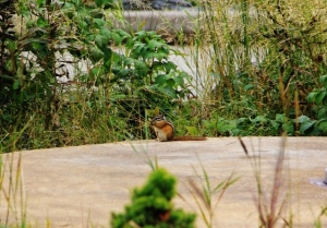 chipmunk at the marina chewing on grass