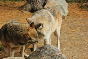 Two of the wolves playing 