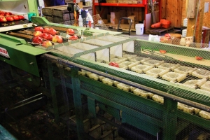 processing of apples in machine (640x427)