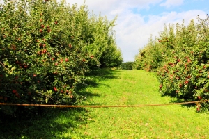 rows of apple trees (640x427)