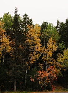 The International Wolf Center Fall Colors 