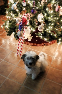 Christmas Tree Max