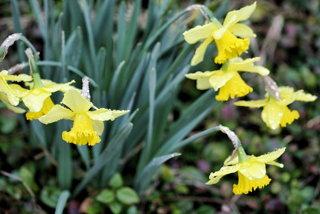 Rain Drenched Daffodils