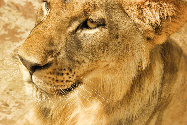 golden lion portrait (640x427)