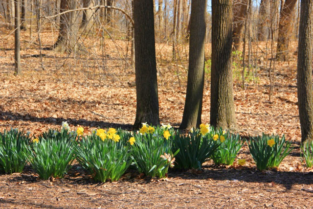 Daffodils at the zoo in Milwaukee