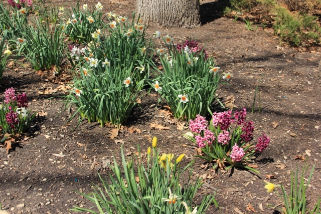 daffodils and hyacinth (640x427)