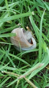 snail close up (360x640)