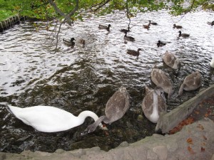 Castle grounds, Swan, Geese and Ducks, Scotland