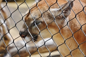 Cougars ears back, supposed to mean aggression, annoyance 