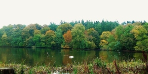 Fall colors Scotland, Swan and Cormarant