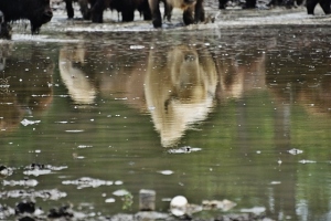 White Bison Reflection