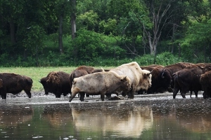 White Bison and Juvenile Side by Side