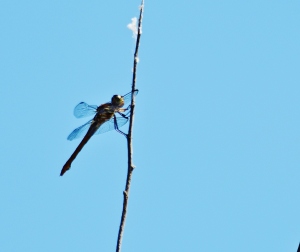 dragonflies 007