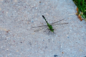 Green, Green Dragonfly 
