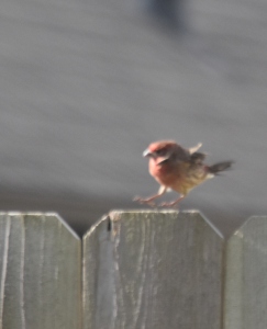 Now this little dude was dancing around and wouldn't sit still for a picture. Purple finch? House finch? 