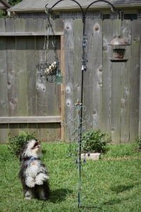 Tanner eyeing the suet on his hind legs (426x640) vignette