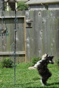 Tanner going crazy for  Berry Suet 024 (427x640)