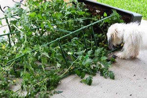 tomato plant knocked over in storm