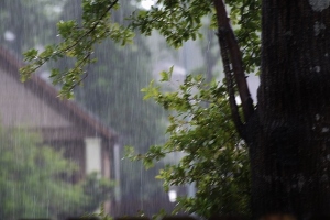 rain and tree (640x427)