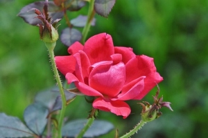 rose on transplanted rosebush 003 (640x427)