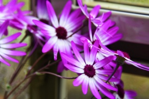 close up purple and white flowers (640x427)