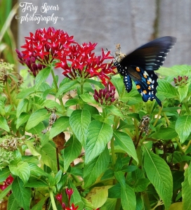 closeup-black-swallowtail-butterfly-217-726x800