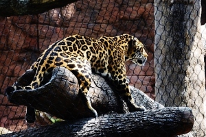 jaguar-comfortable-640x427
