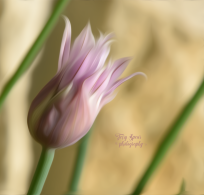 garlic-chives-flower-in-oil-paint-900_8733